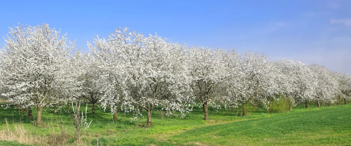 Gallery_image