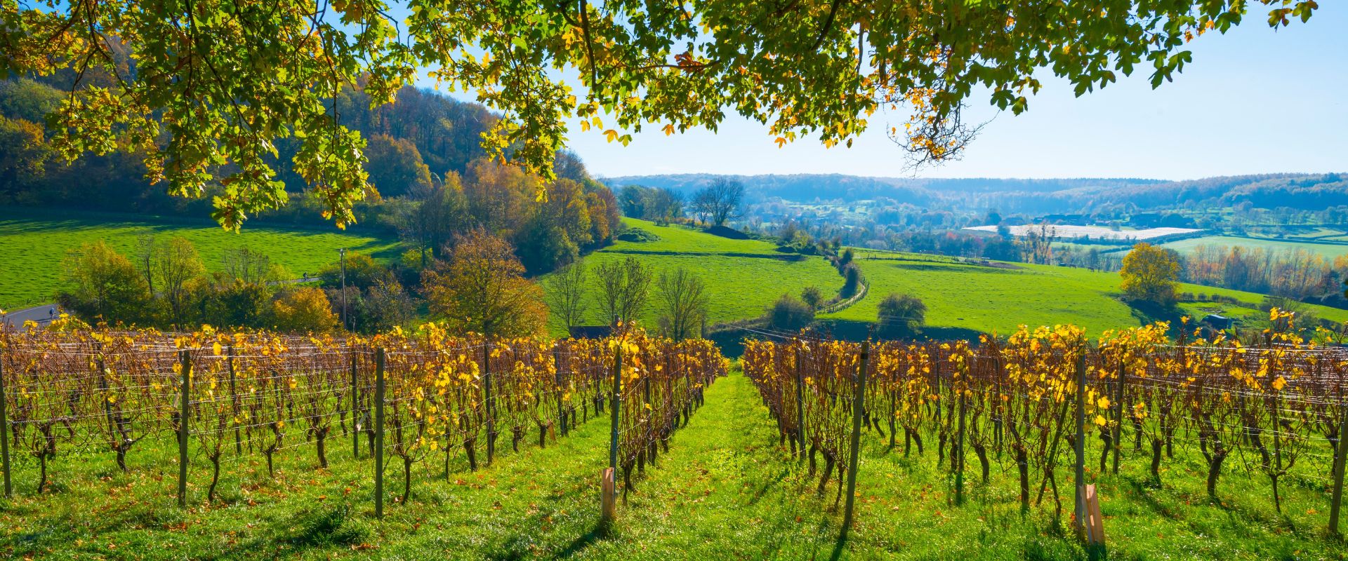 Limburgo (Belgio)