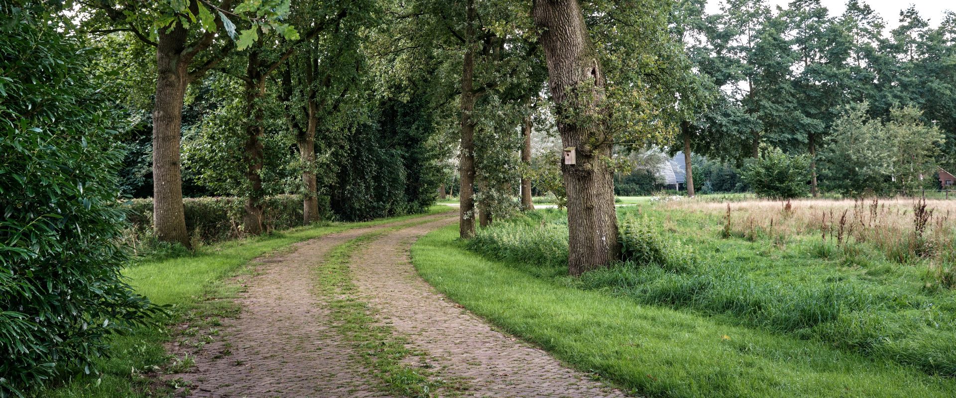 Wachtum