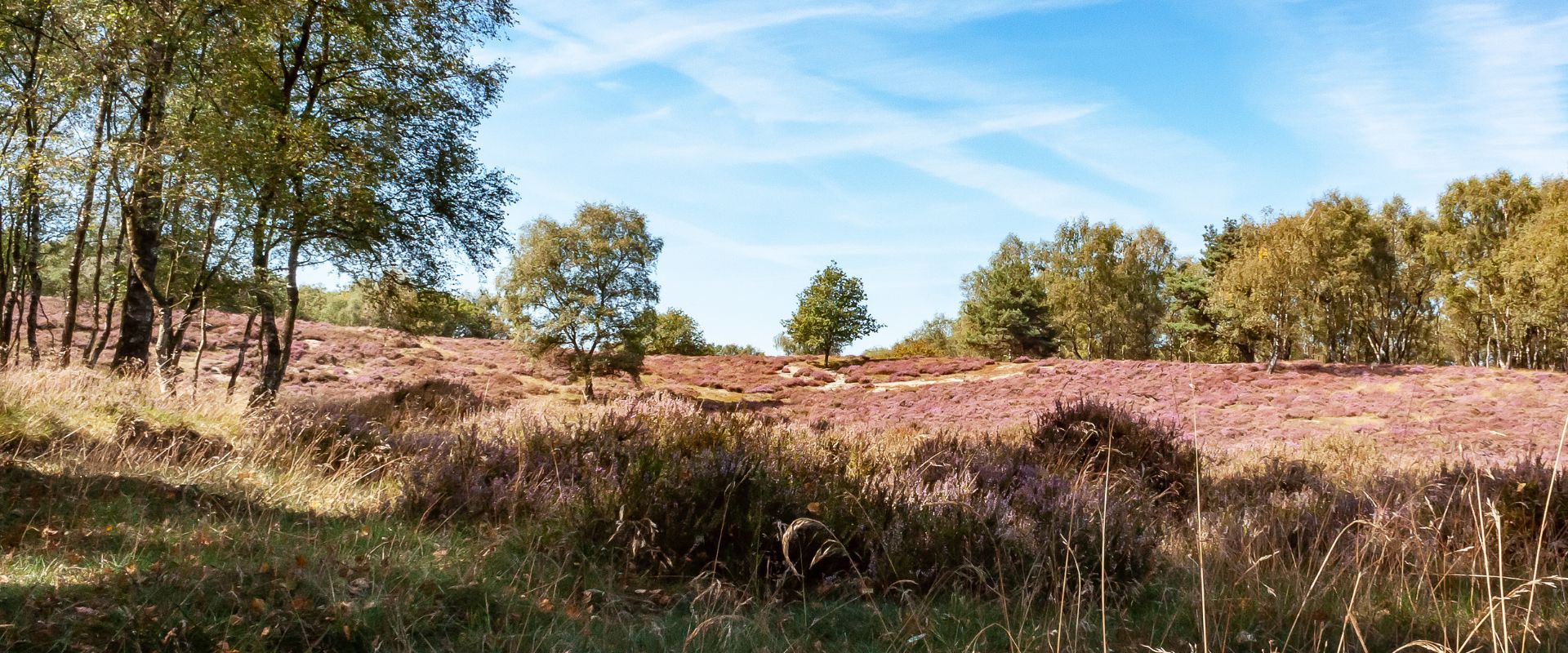 Moorveld