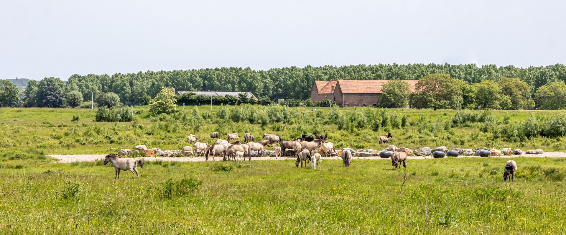 Veulen