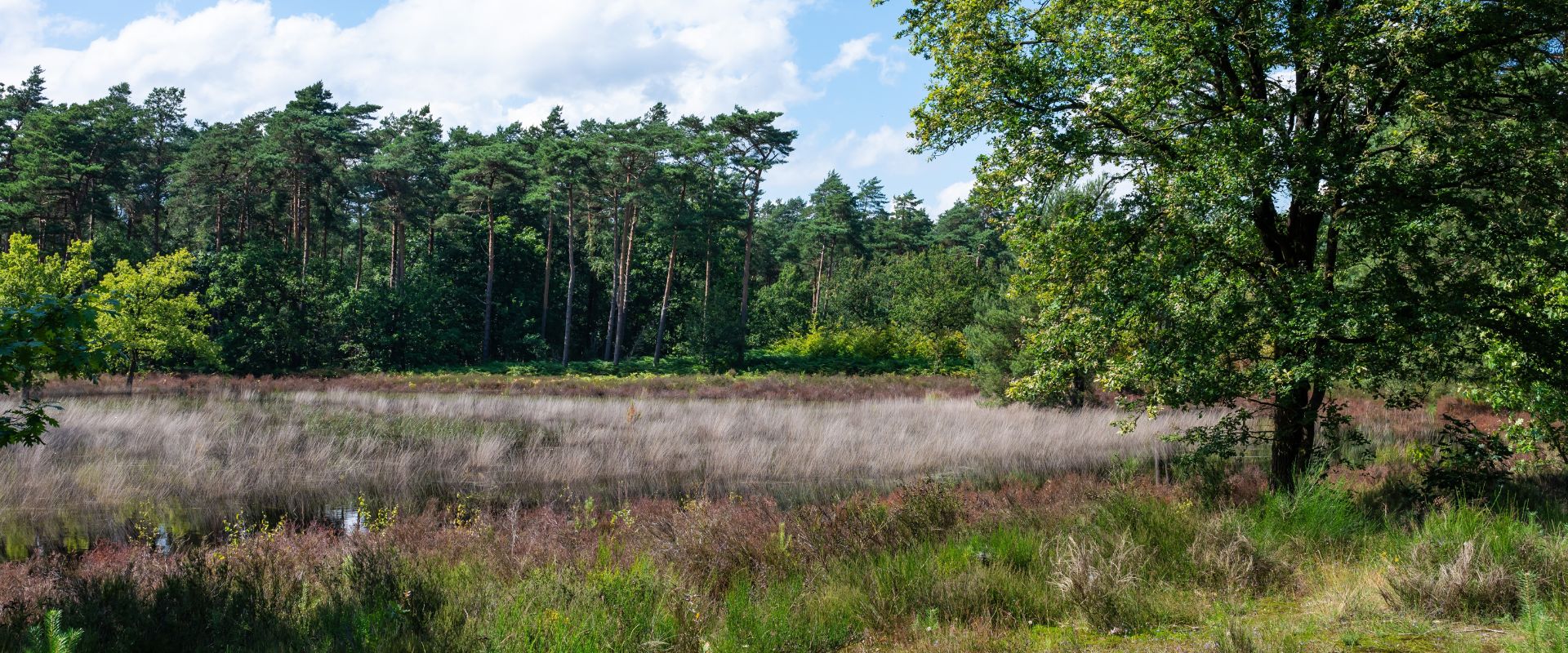 Heeze