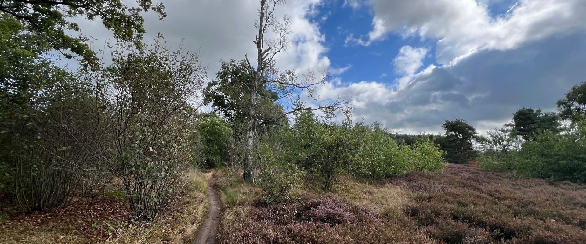Rheezerveen