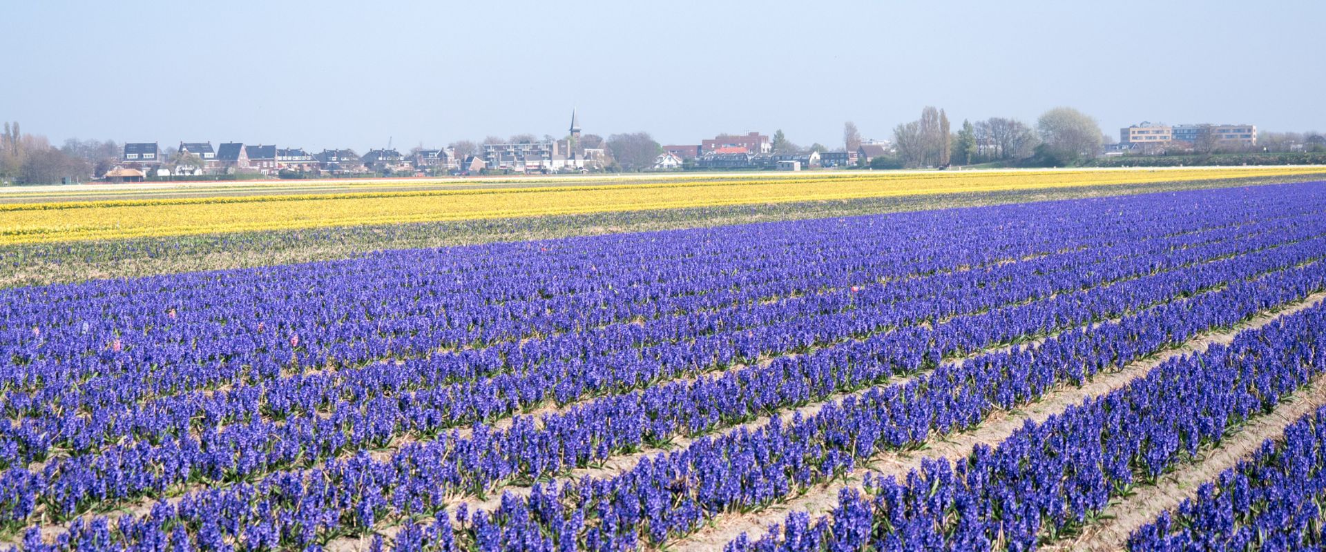 De Zilk