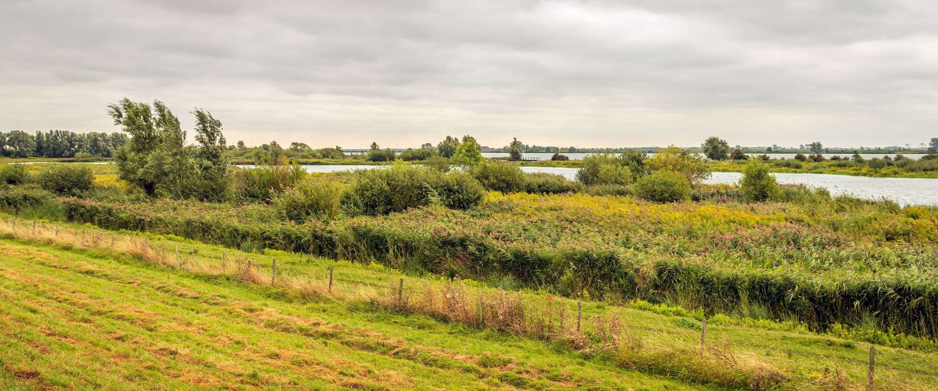 Goudswaard