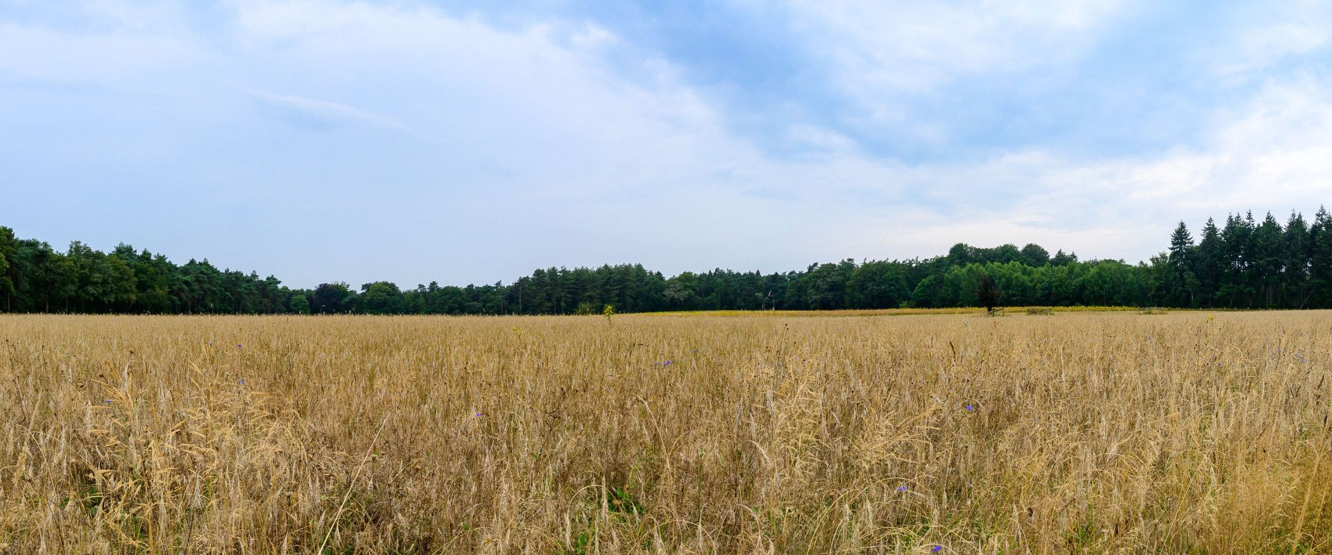 Mook