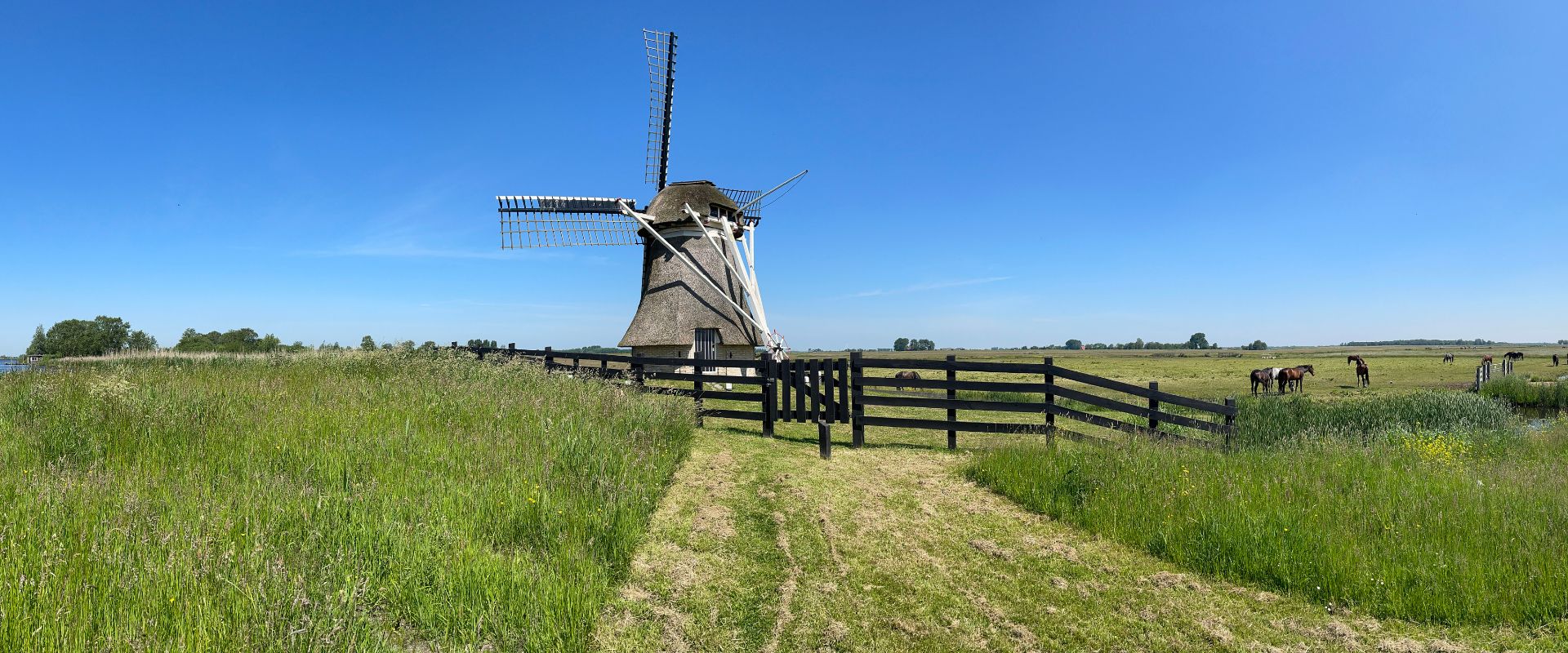Grou